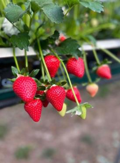 Mercadona compró 3.500 toneladas de fresas de Castilla y León.