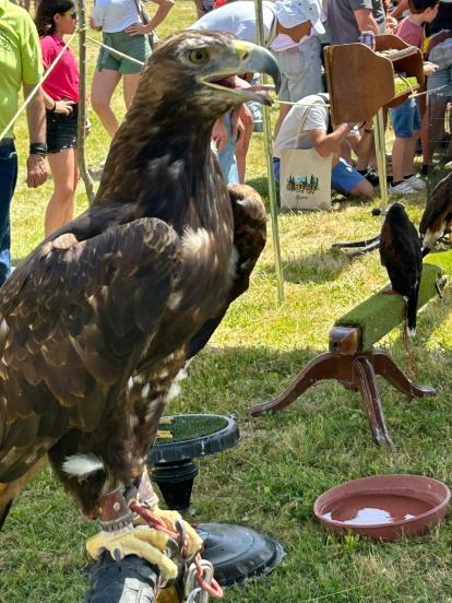 Fiesta de la trashumancia en Prioro.