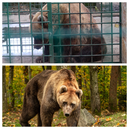 Antes y ahora de Ponderoso. En el Coto Escolar de León y el santuario de Alemania.