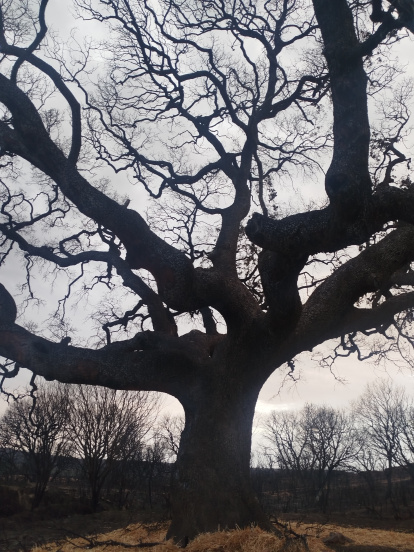 La encinona de Genestacio de la Vega tiene un gran tamaño y es centenaria.