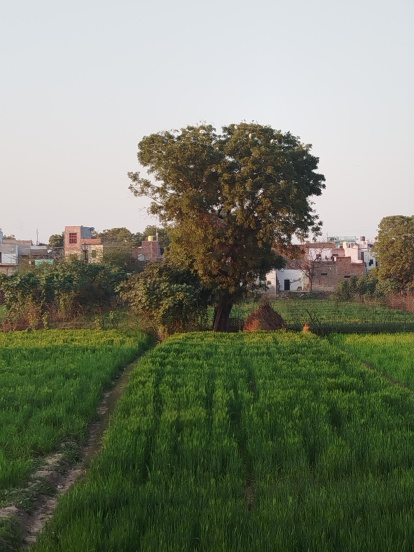 Una cultura milenaria se abre paso en el mundo global.