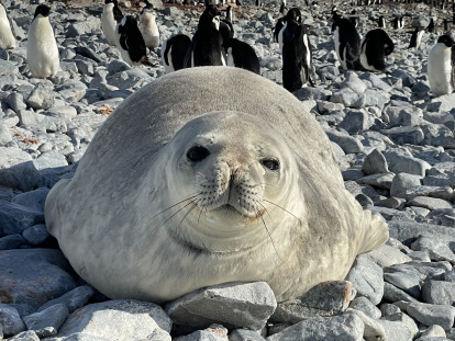 Lobo marino en Isla Decepción.