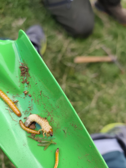 Se usaron herramientas sencillas para tomar las muestras de cuadrículas exactas.