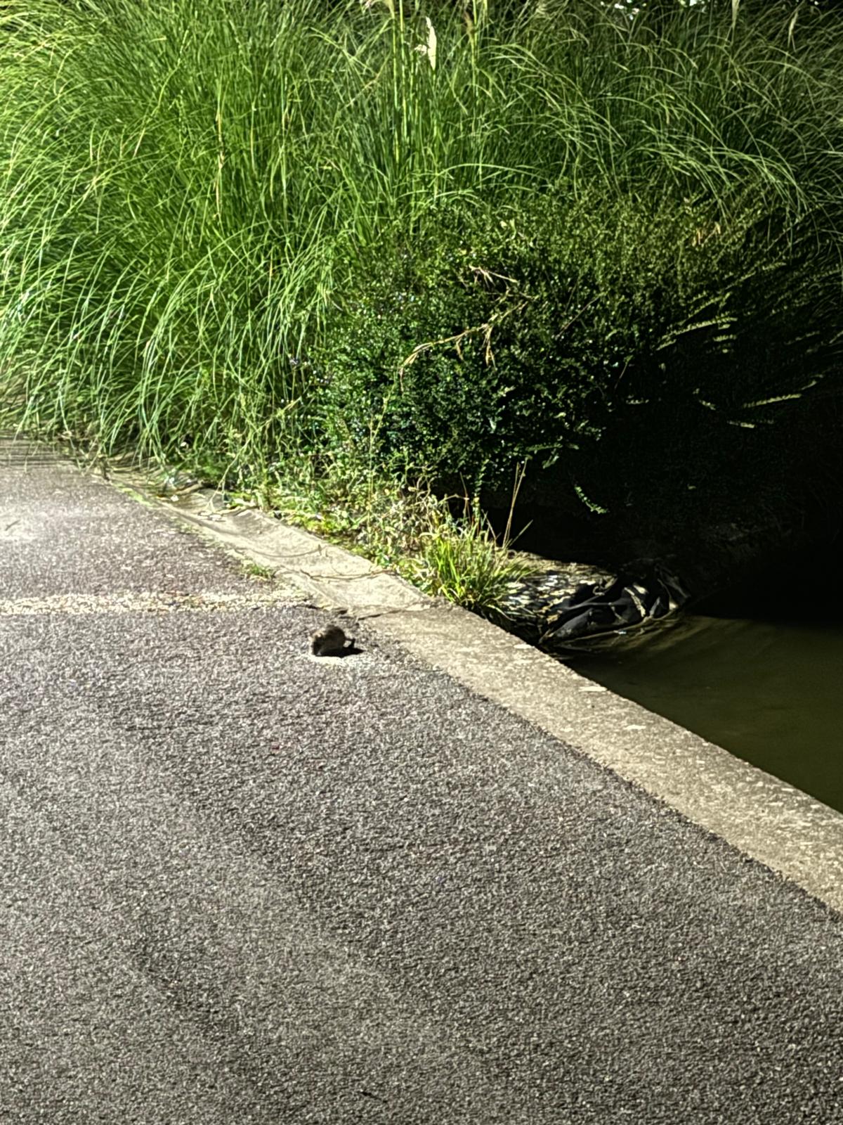 Cierran el parque de La Chantría, en pleno centro de León, por una