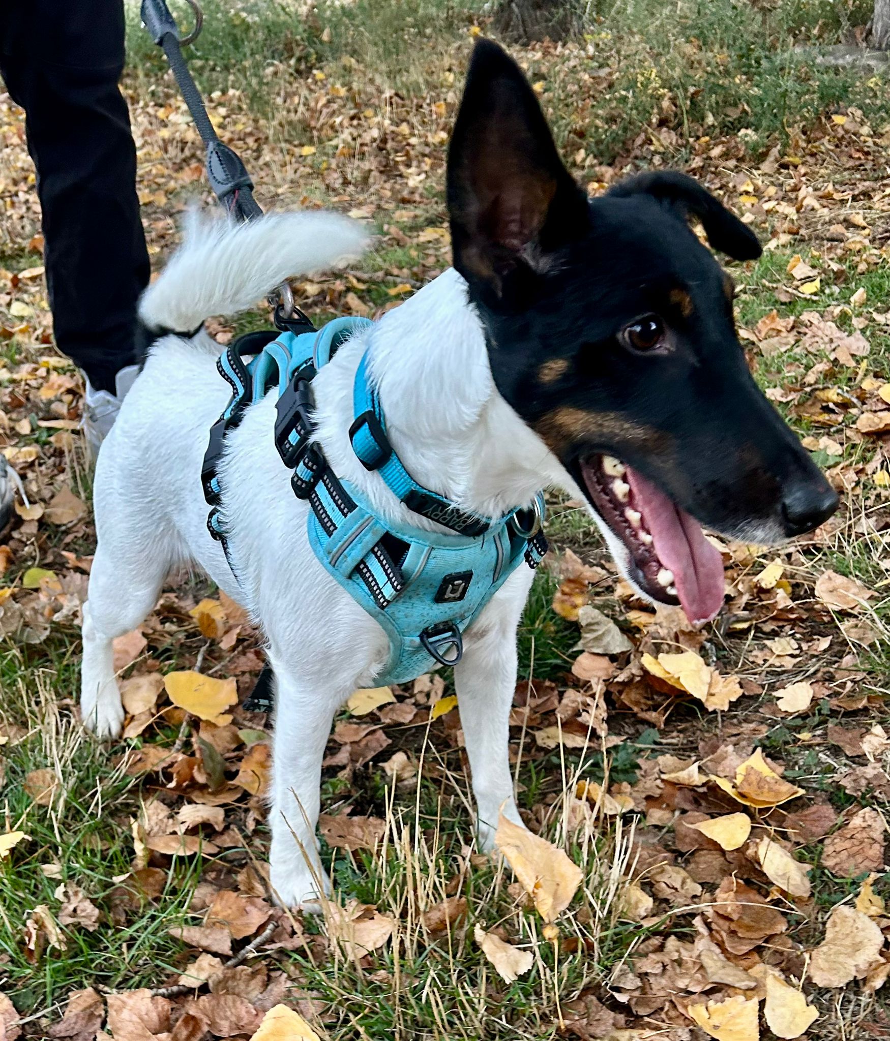 Perro Barry Adopta un perro: Barry, cuatro kilos de energía y pura raza que busca ...
