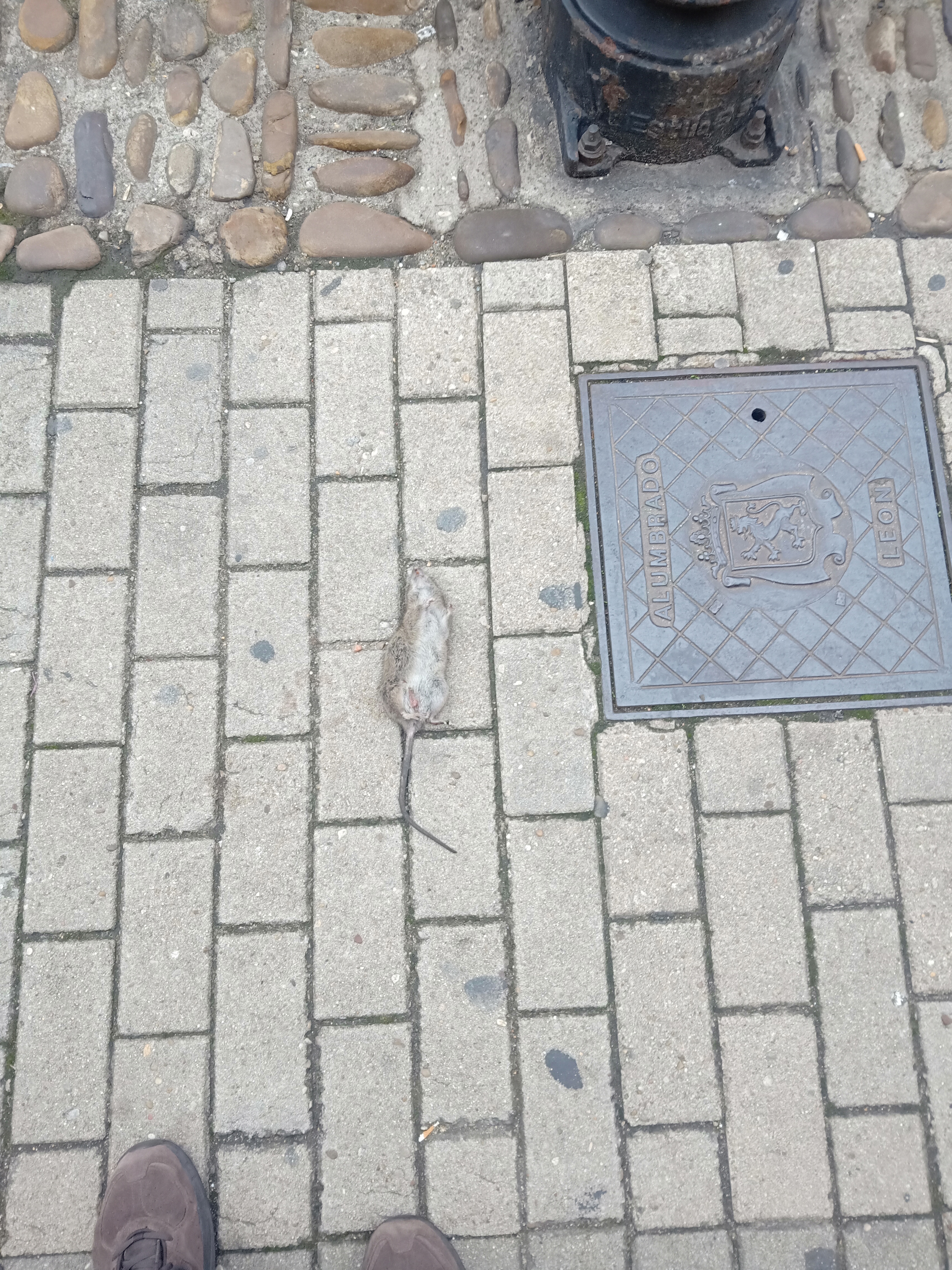 Se mantiene la aparición de ratas muertas en el centro de León